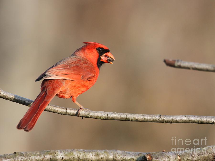 Northern Cardinal #68 Photograph by Jack R Brock