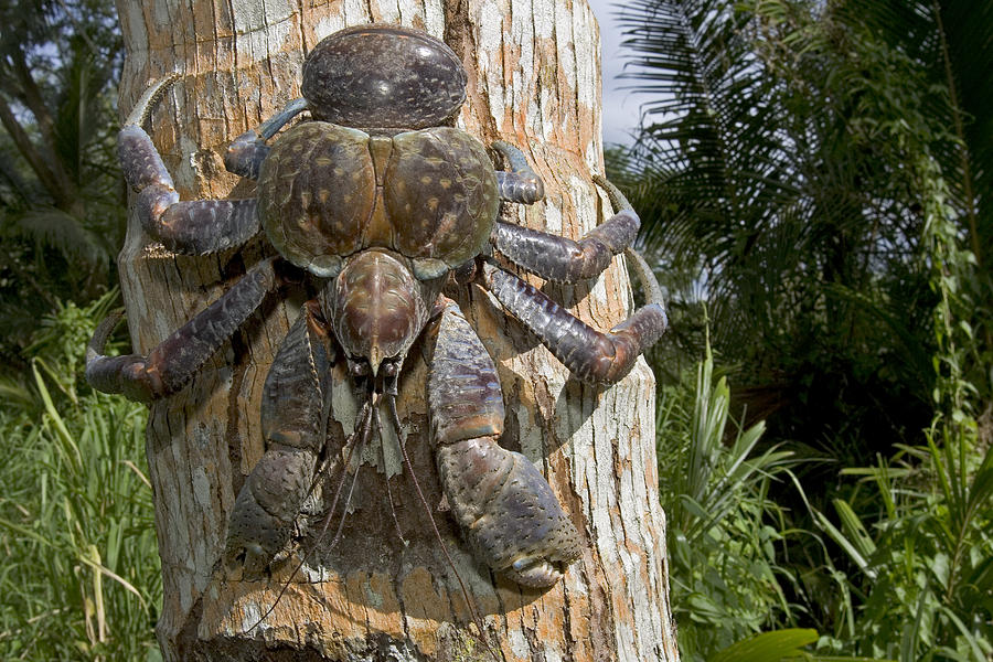 Giant Coconut Crab by Piotr Naskrekci