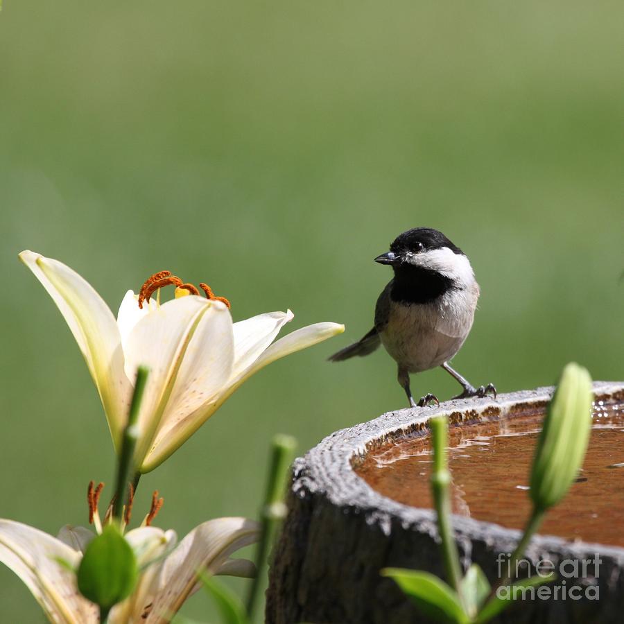 Black-capped Chickadee #69 Photograph by Jack R Brock