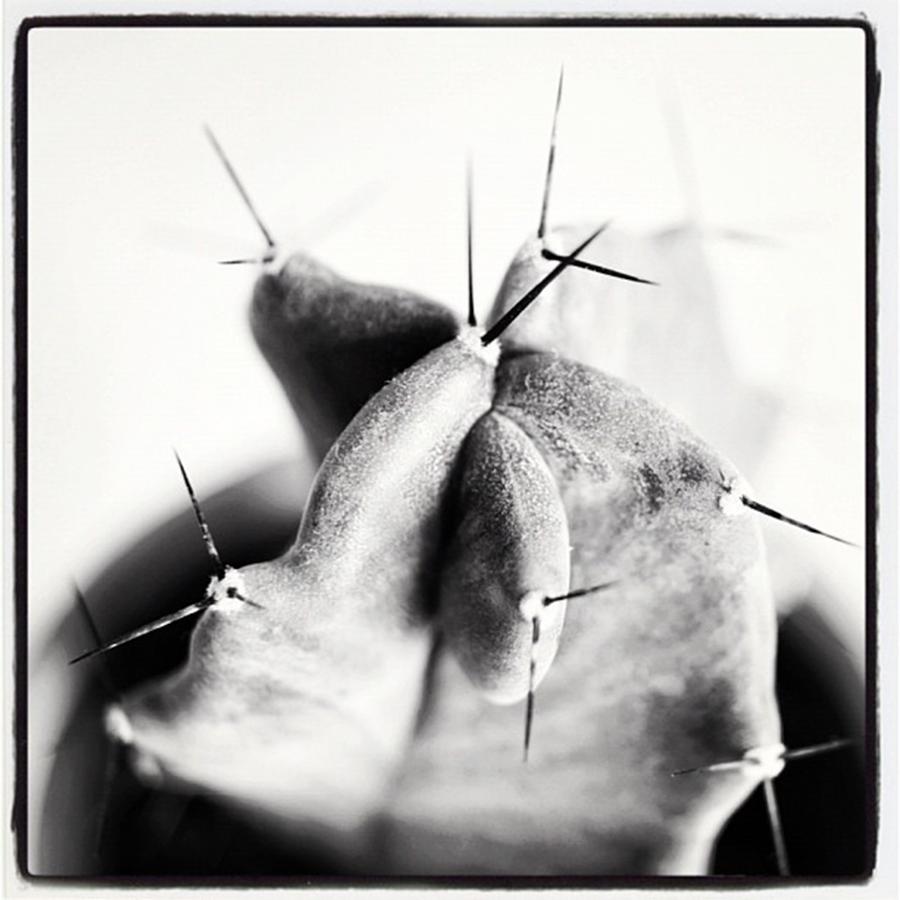 Plant Photograph - Instagram Photo #691340113956 by Ritchie Garrod