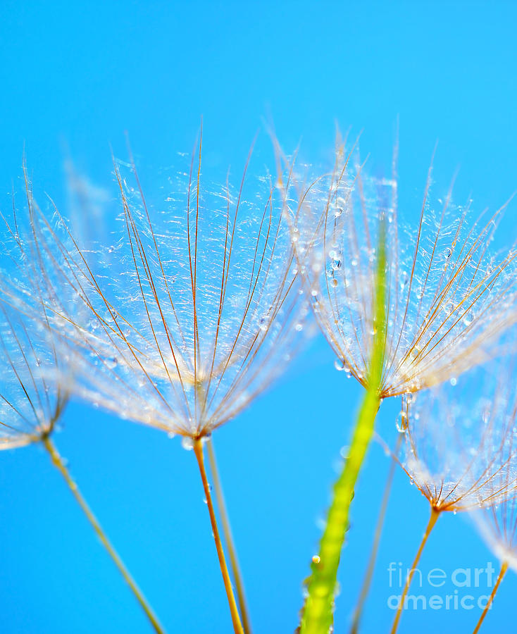 Abstract dandelion flower background Photograph by Anna Om