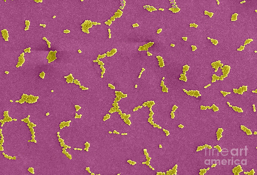 Acinetobacter Baumannii Bacteria, Sem #7 Photograph by Science Source