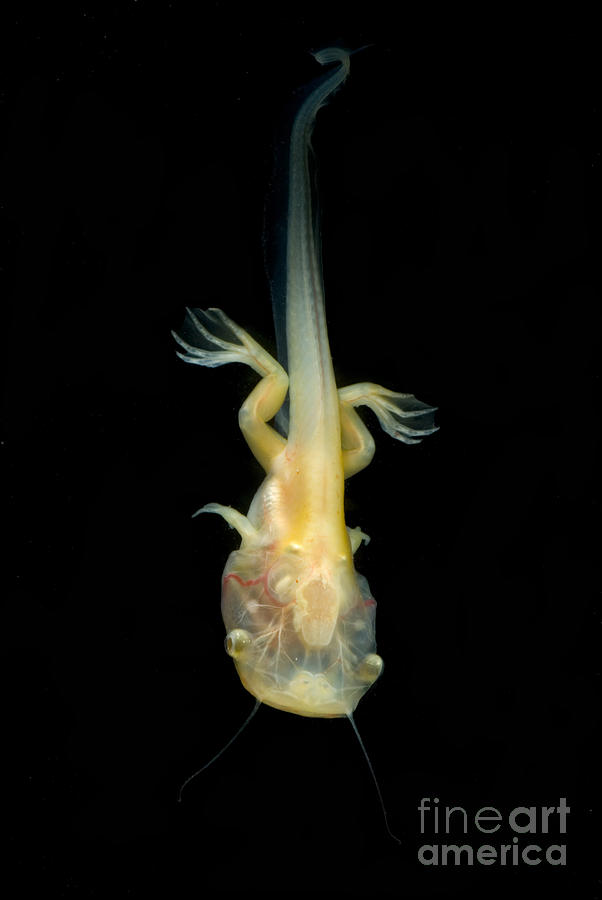 African Clawed Frog Tadpole #7 Photograph by Dante Fenolio