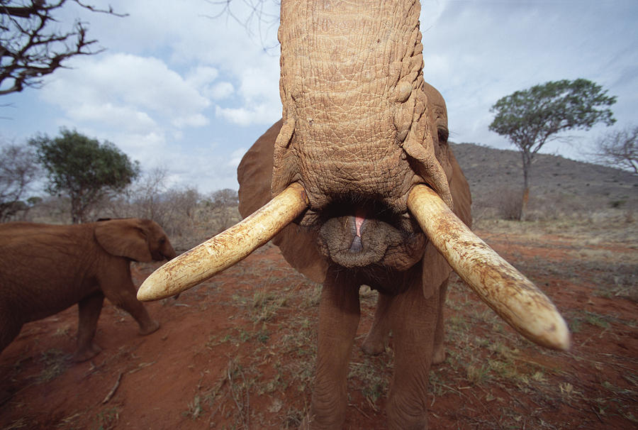 African Elephant Loxodonta Africana #7 Photograph by Gerry Ellis
