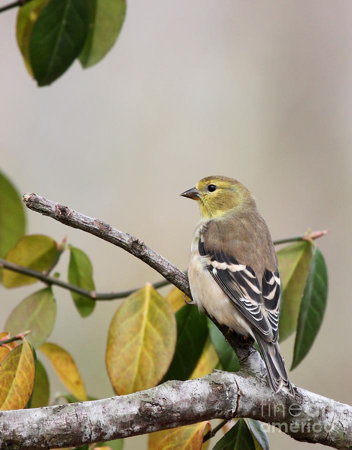 American Goldfinch #7 Photograph by Jack R Brock