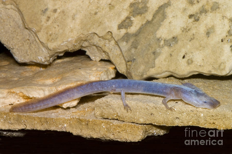 Austin Blind Salamander #7 Photograph by Dante Fenolio