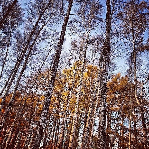 Nature Photograph - Autumn Park #wood #trees #walk #nature #7 by Grigorii Arzhanykh