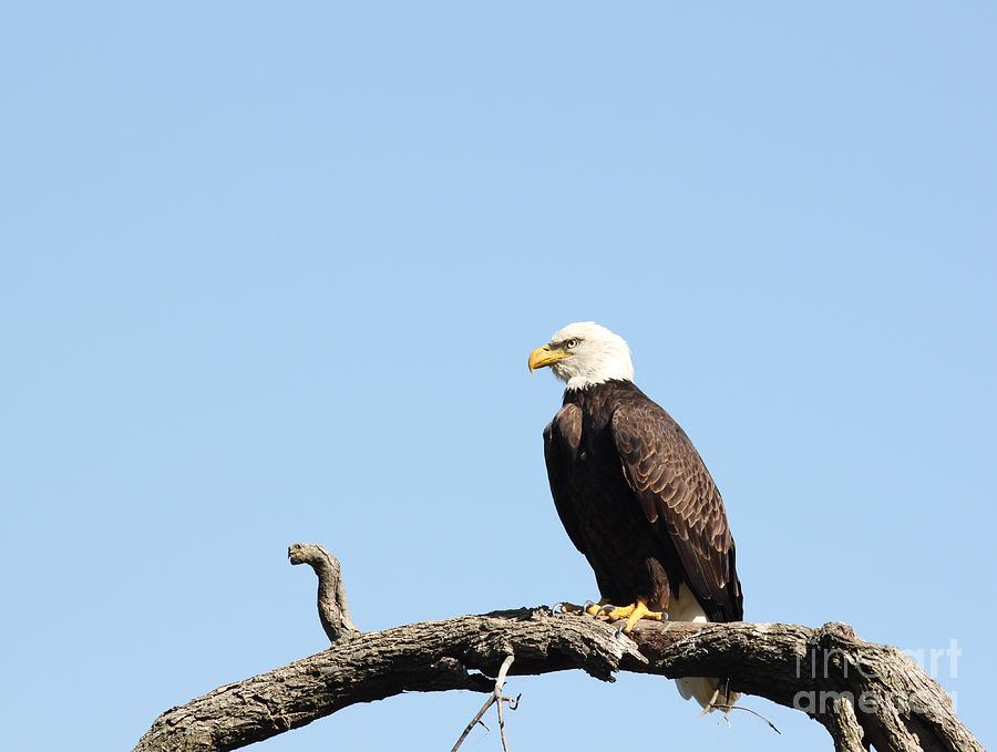 Bald Eagle #7 Photograph by Jack R Brock