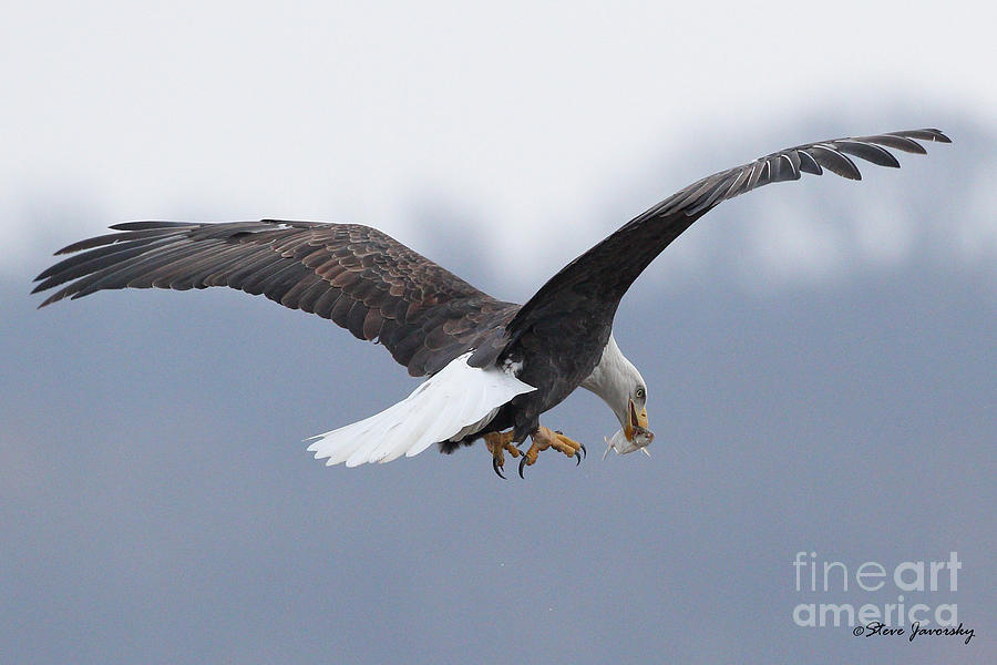 Bald Eagle #7 Photograph by Steve Javorsky
