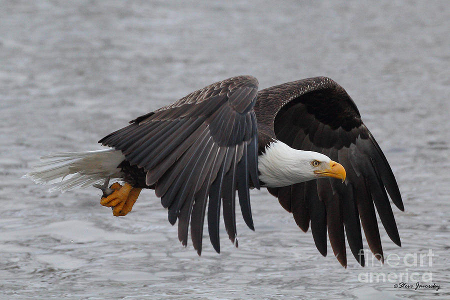 Bald Eagle with Fish #7 Photograph by Steve Javorsky