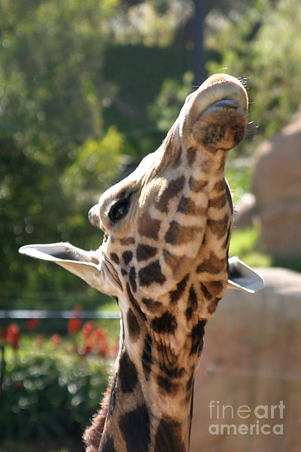 Baringo Giraffe #7 Photograph by Henrik Lehnerer
