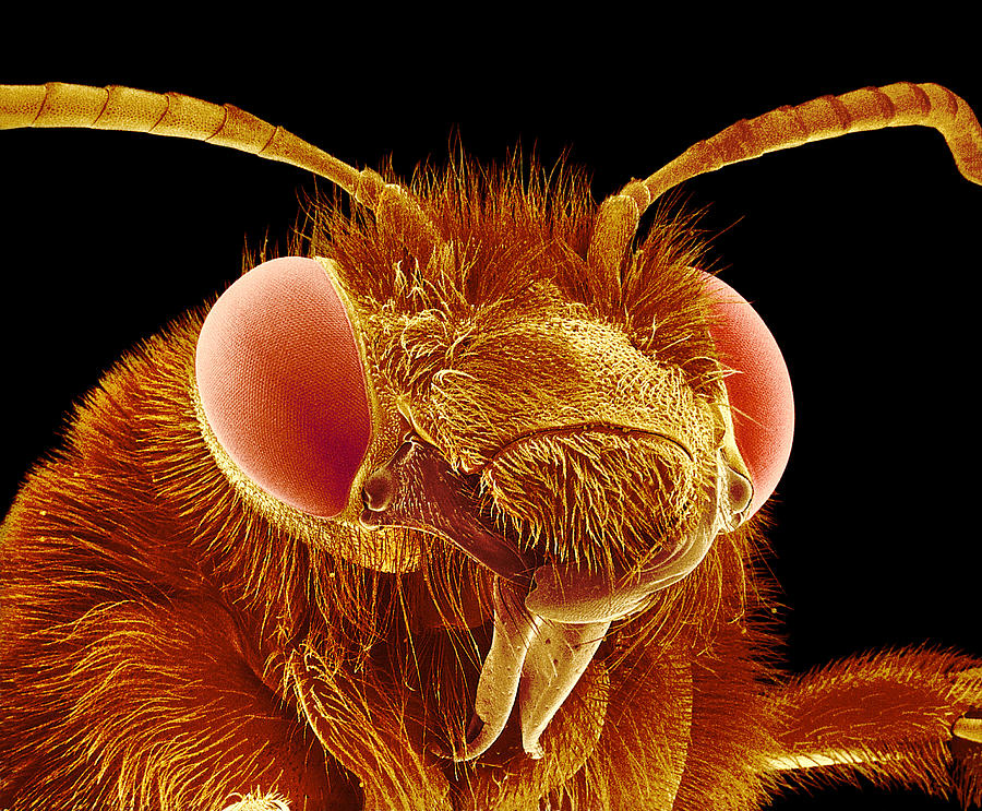 Bee Head, Sem #7 Photograph by Susumu Nishinaga - Pixels