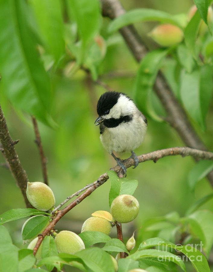 Black-capped Chickadee #7 Photograph by Jack R Brock