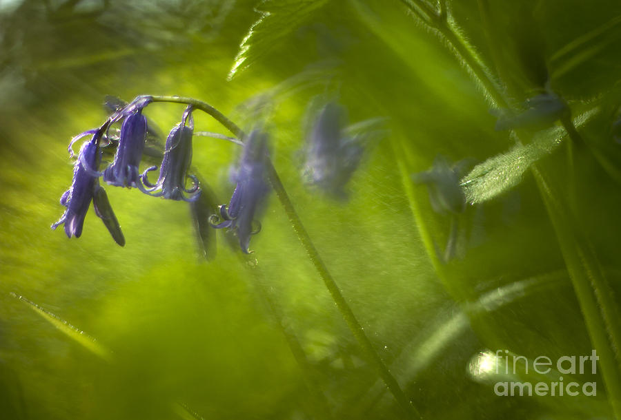 Bluebells #7 Photograph by Ang El