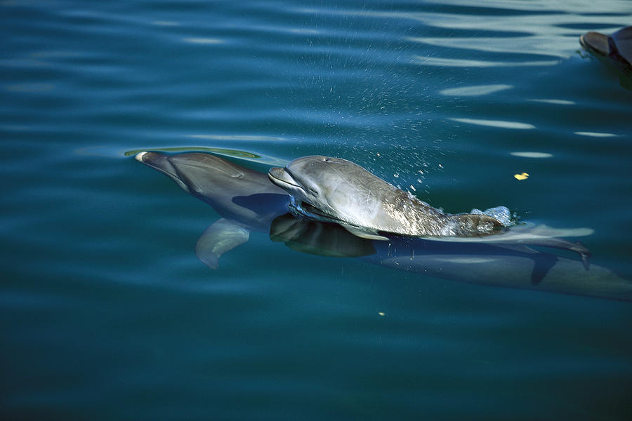 Bottlenose Dolphin Tursiops Truncatus #7 Photograph by Konrad Wothe