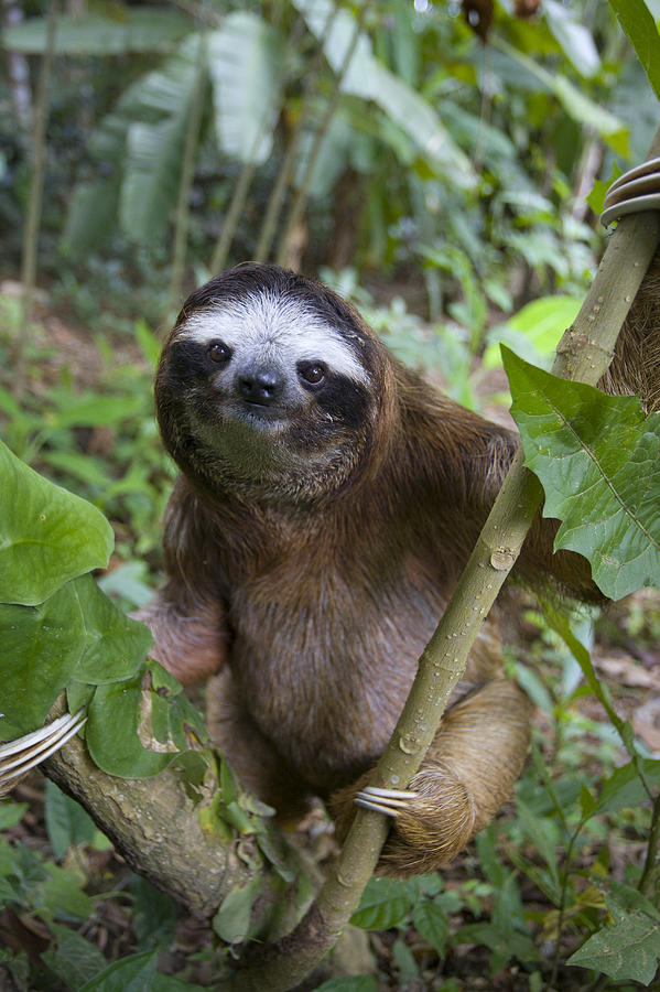 Brown-throated Three-toed Sloth #7 Photograph by Suzi Eszterhas