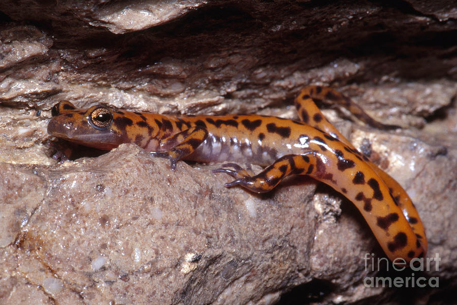 Cave Salamander #7 Photograph by Dante Fenolio