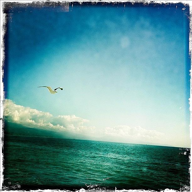 Seagull Photograph - Coastline Commuter #7 by Todd Kelley