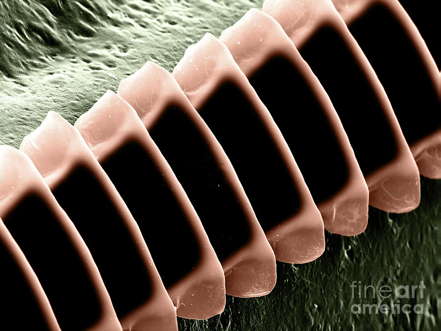 Cricket Sound Comb, Sem #7 Photograph by Ted Kinsman
