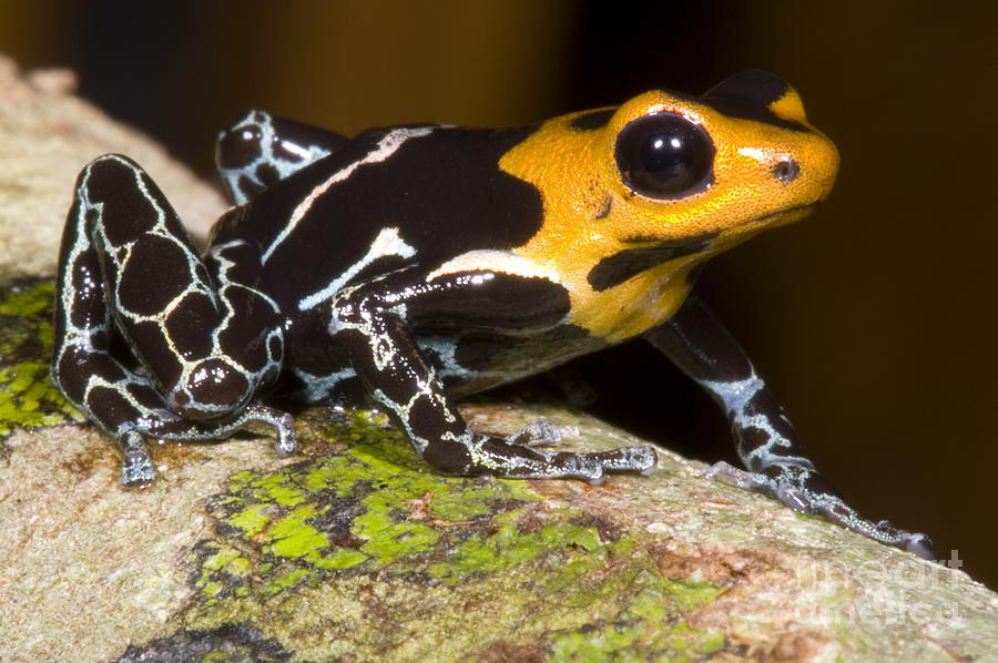 Crowned Poison Frog #7 Photograph by Dante Fenolio