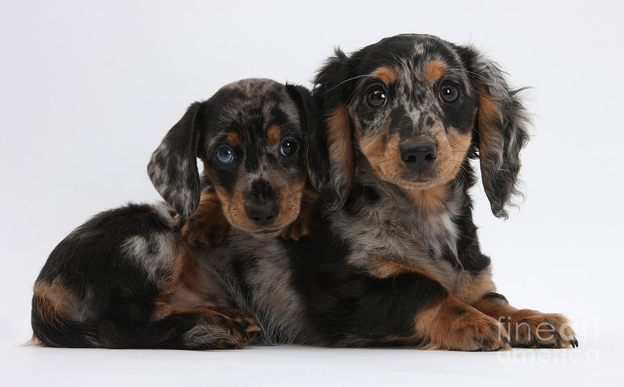 Dachshund Pups #6 Photograph by Mark Taylor