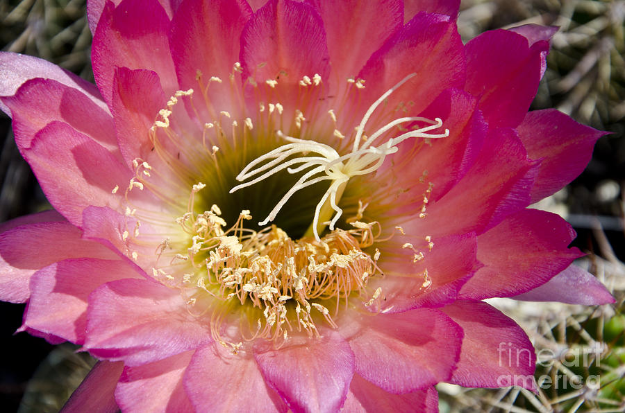 Spring Photograph - Dark pink cactus flower #7 by Jim And Emily Bush