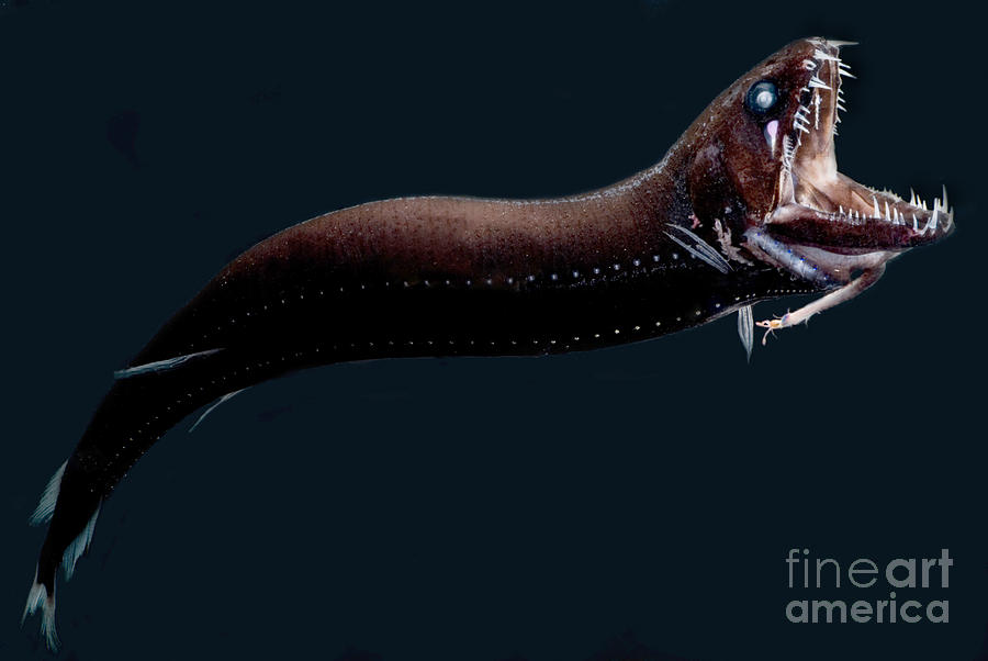 Deep-sea Dragonfish Photograph by Dante Fenolio
