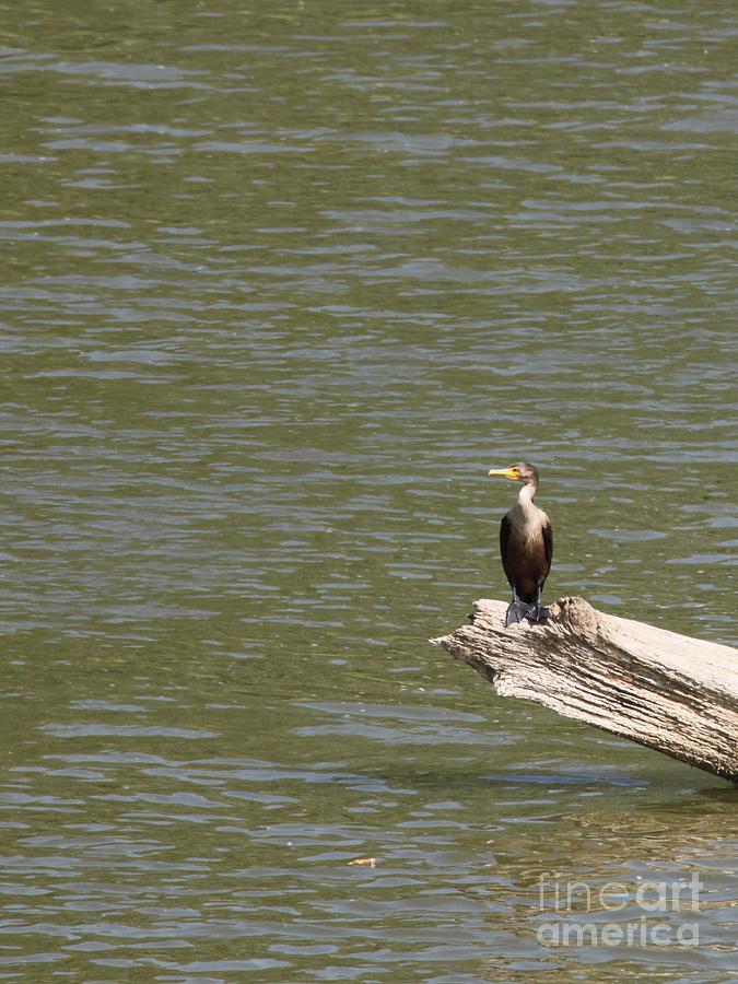 Nature Photograph - Double-crested Cormorant #7 by Jack R Brock