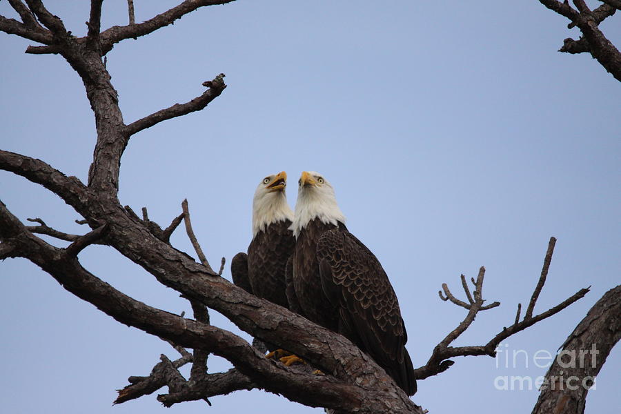 Eagles #7 Photograph by Jeanne Andrews