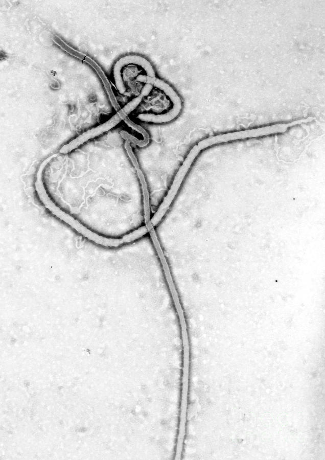 Science Photograph - Ebola Virus, Tem #7 by Science Source