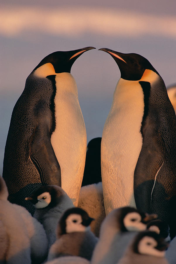 Emperor Penguin Aptenodytes Forsteri #7 Photograph by Konrad Wothe