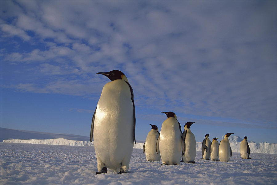Emperor Penguin Aptenodytes Forsteri #4 Photograph by Tui De Roy