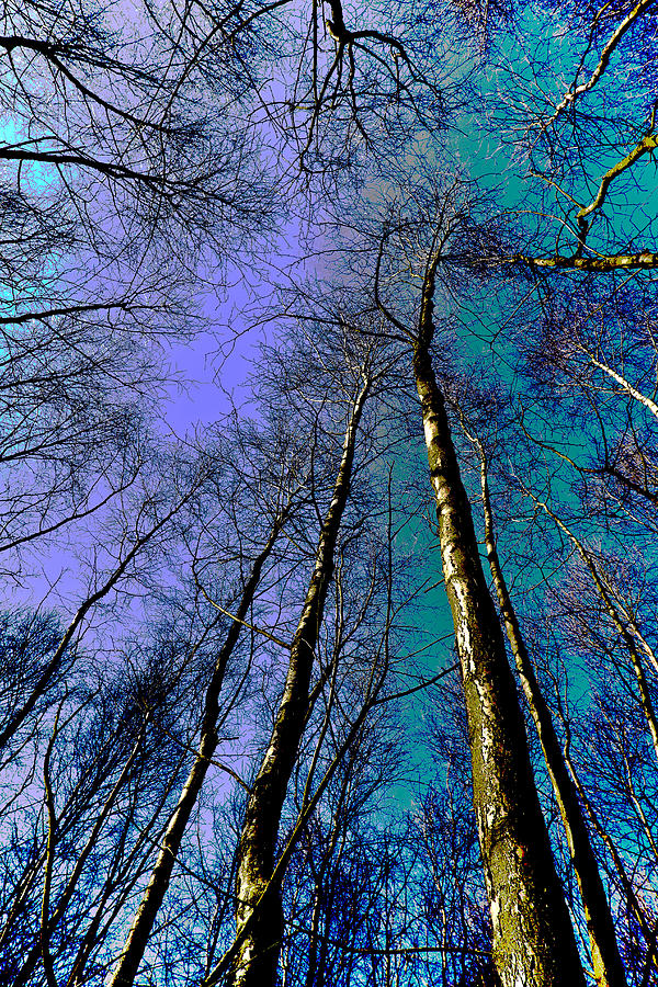 Epping Forest Trees Digital Art by David Pyatt Fine Art America