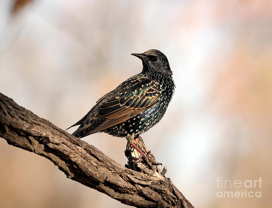 European Starling #7 Photograph by Jack R Brock