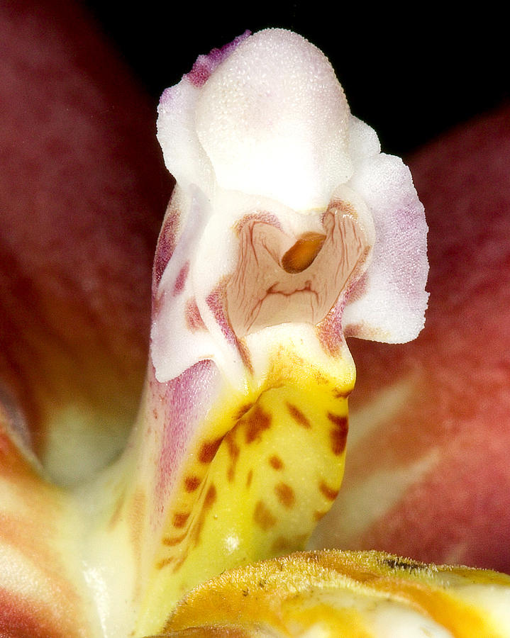 Exotic Orchid Flower #7 Photograph by C Ribet