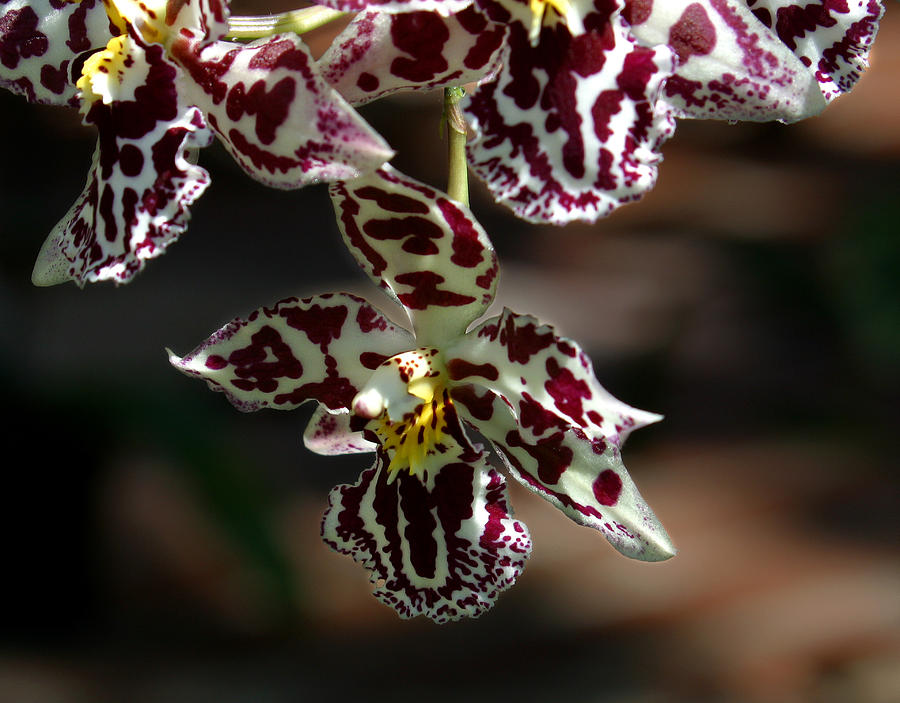 Exotic Orchids of C Ribet #7 Photograph by C Ribet
