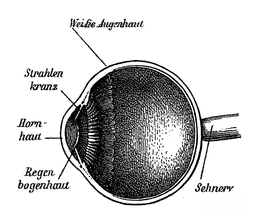 Eye Anatomy #7 Photograph by Science Source