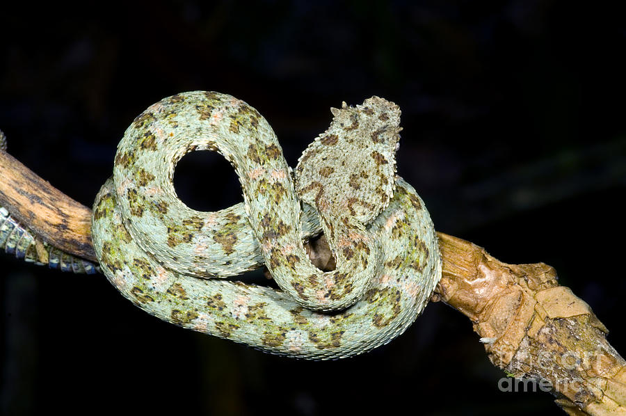 Snake Photograph - Eyelash Viper #7 by Dante Fenolio