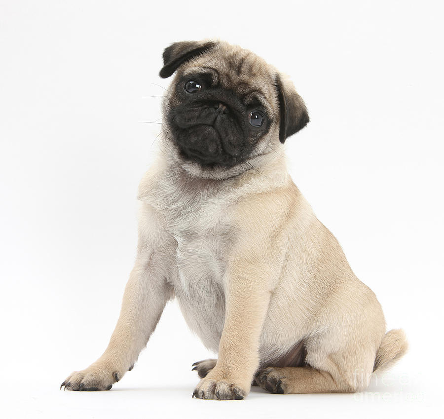 Fawn Pug Pup #7 Photograph by Mark Taylor