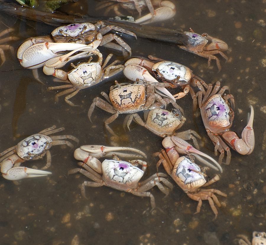 Fiddler crabs #7 Photograph by David Campione