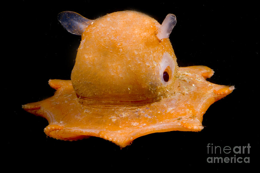 Octopus Photograph - Flapjack Octopus #7 by Dante Fenolio