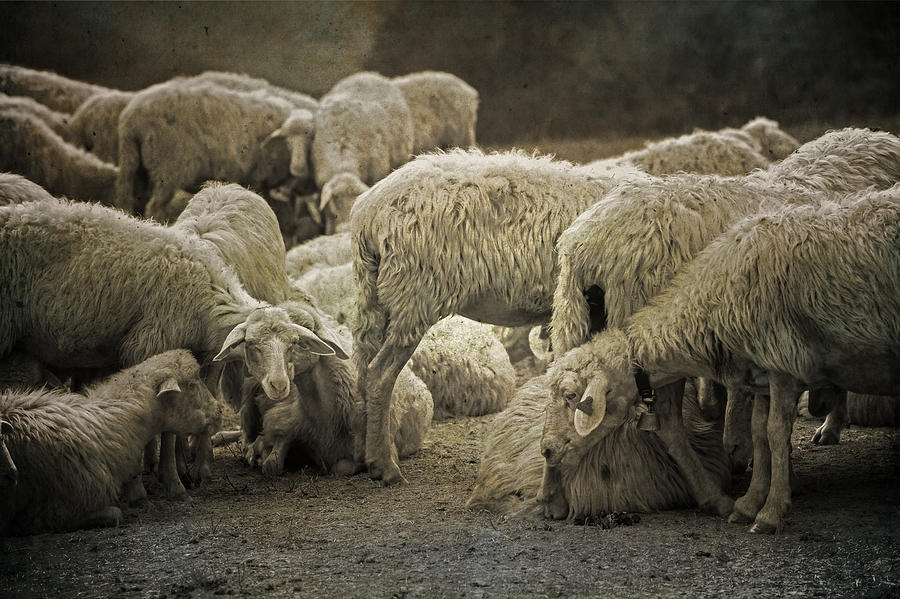 Sheep Photograph - Flock Of Sheep #7 by Joana Kruse