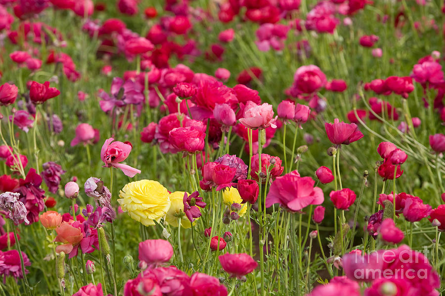 Flower Fields #7 Photograph by Daniel  Knighton