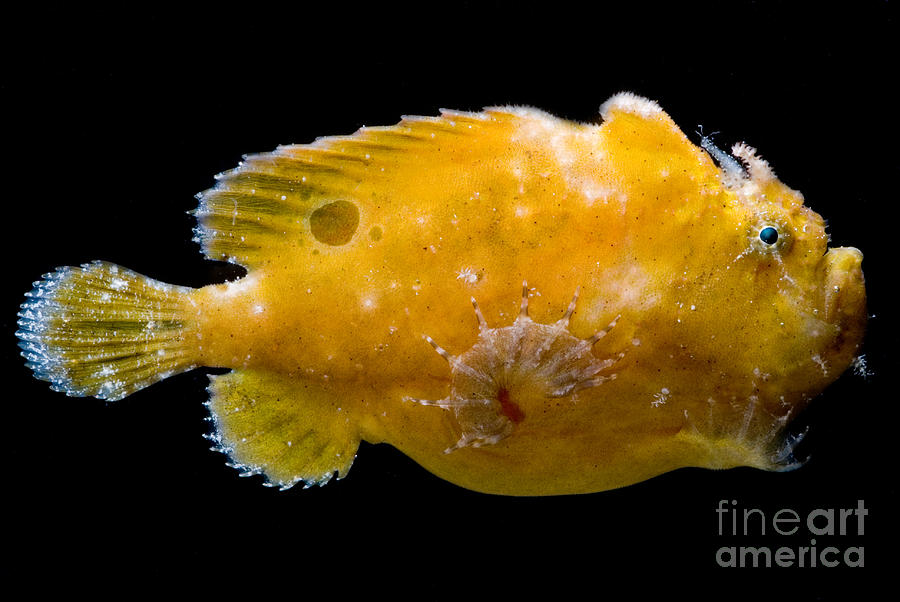 Fish Photograph - Frogfish #7 by Dant Fenolio