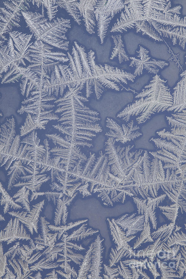 Frost On A Window #7 Photograph by Ted Kinsman