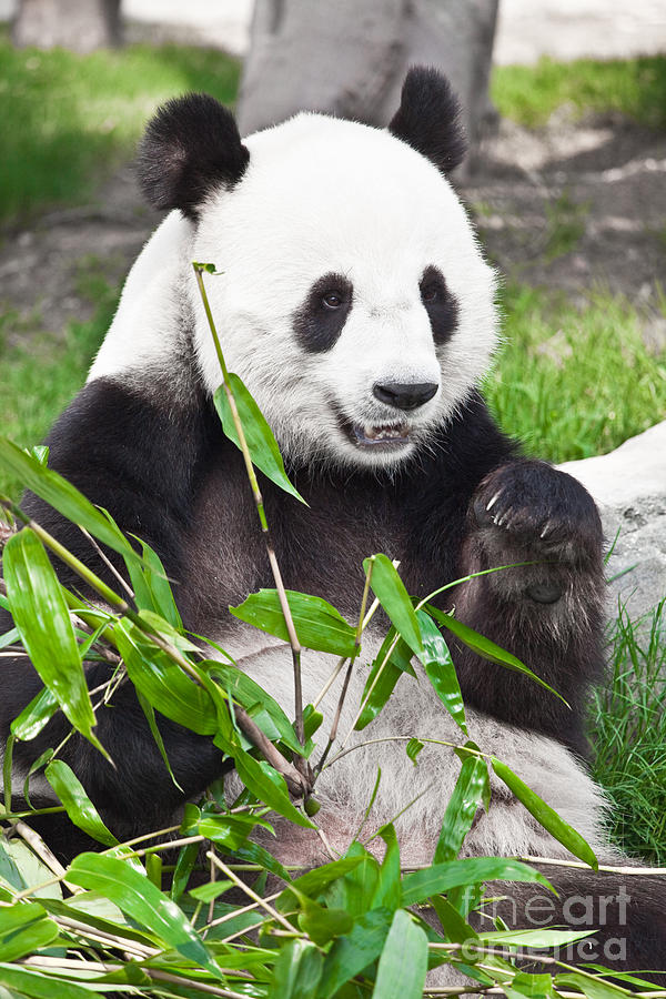 Giant panda Photograph by MotHaiBaPhoto Prints - Fine Art America