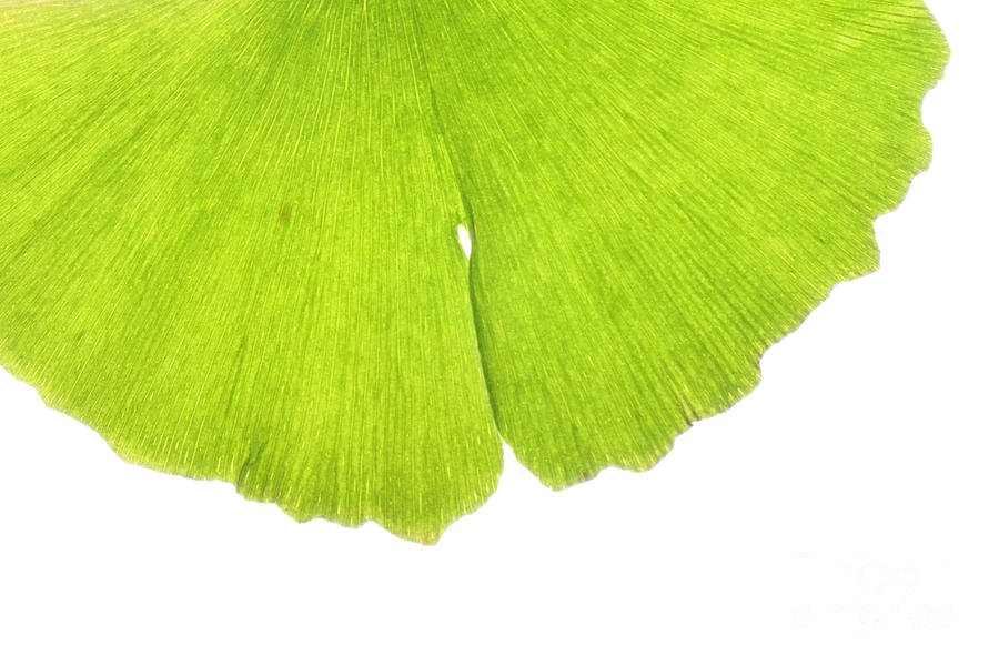 Ginkgo Leaf #7 Photograph by Photo Researchers, Inc.