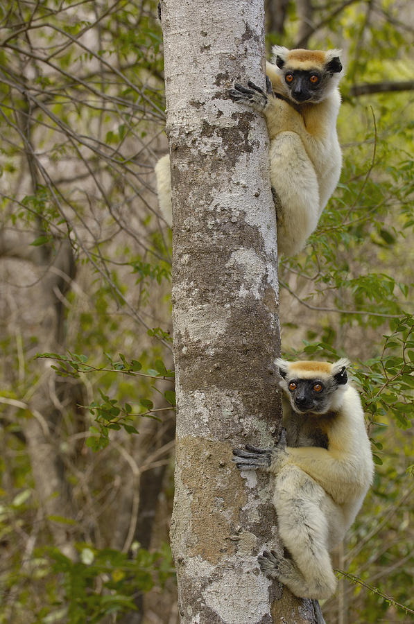 Golden-crowned Sifaka Propithecus #7 Photograph by Pete Oxford