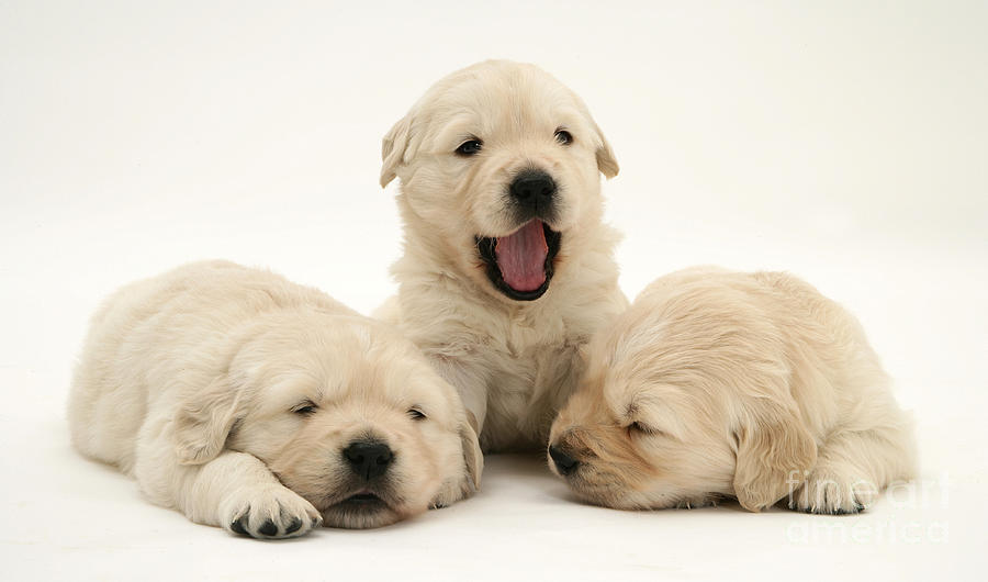 Golden Retriever Puppies #7 Photograph by Jane Burton