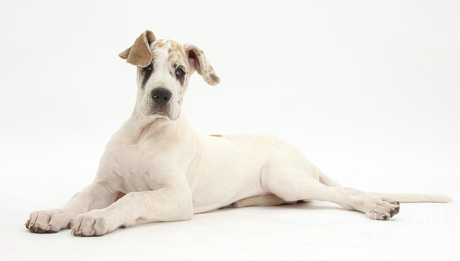 Great Dane Pup #7 Photograph by Mark Taylor